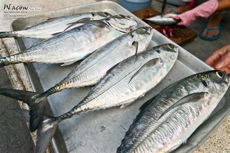 鐵甲 魚|穿著厚厚鐵甲的冬季私房料理